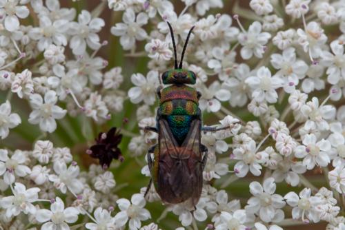 Réf. 246 524 : Hedychrum rutilans